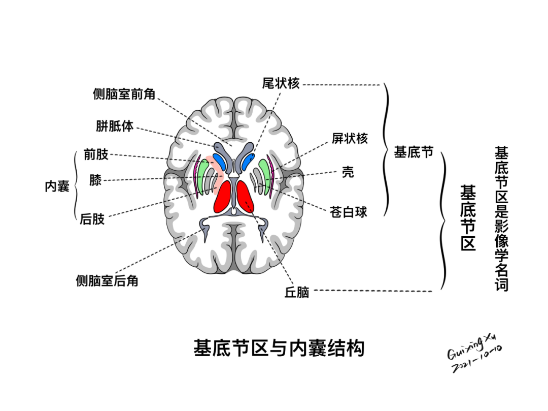 锥体外系-内囊丘脑基底节区解剖