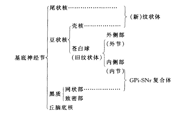 锥体外系-解剖结构